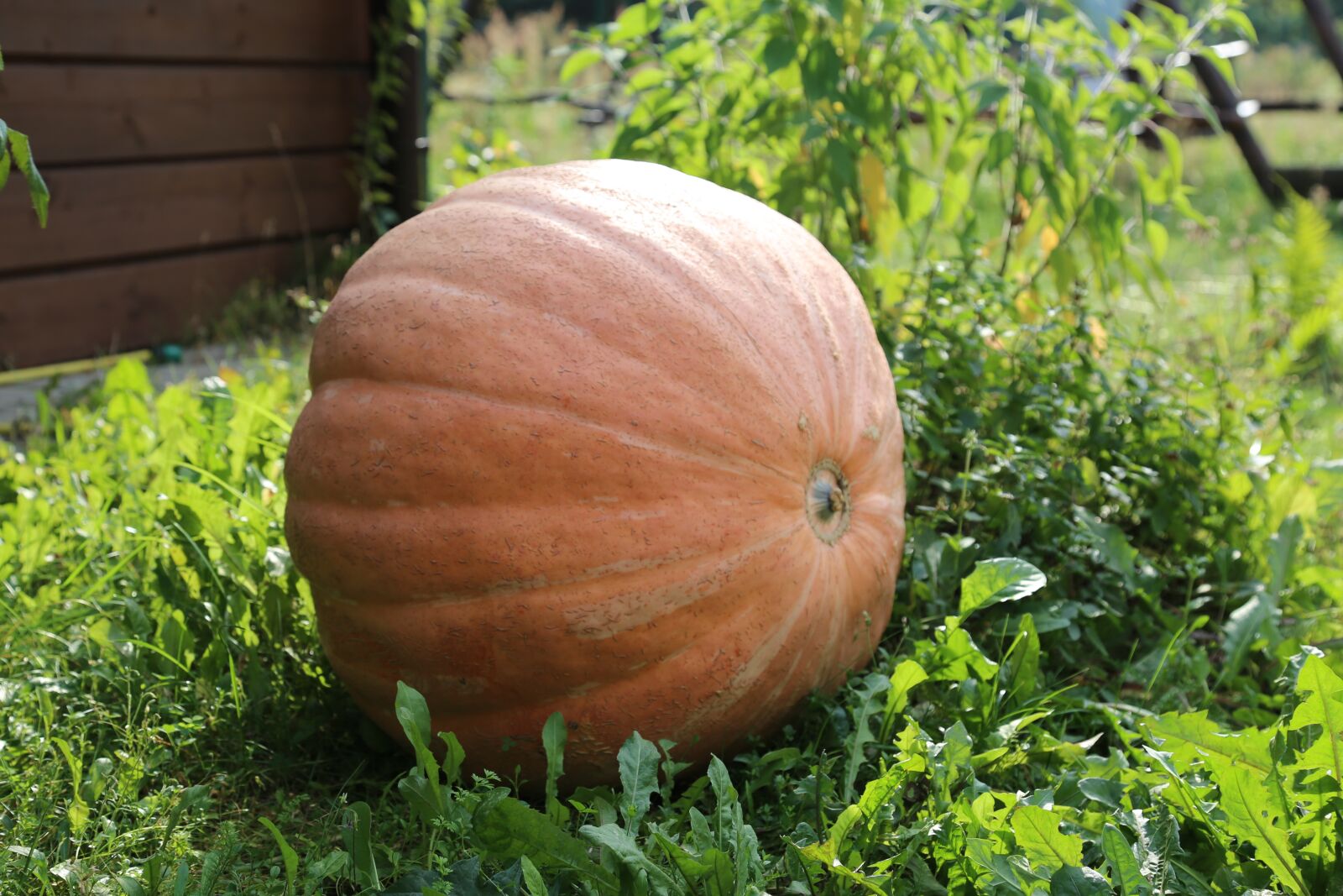 Canon EOS 6D + Canon EF 24-105mm F4L IS USM sample photo. Autumn, pumpkin, fruit photography