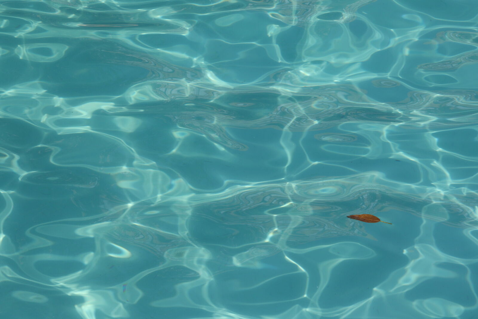 Canon EOS 7D Mark II sample photo. Blue, leave, summer, swim photography