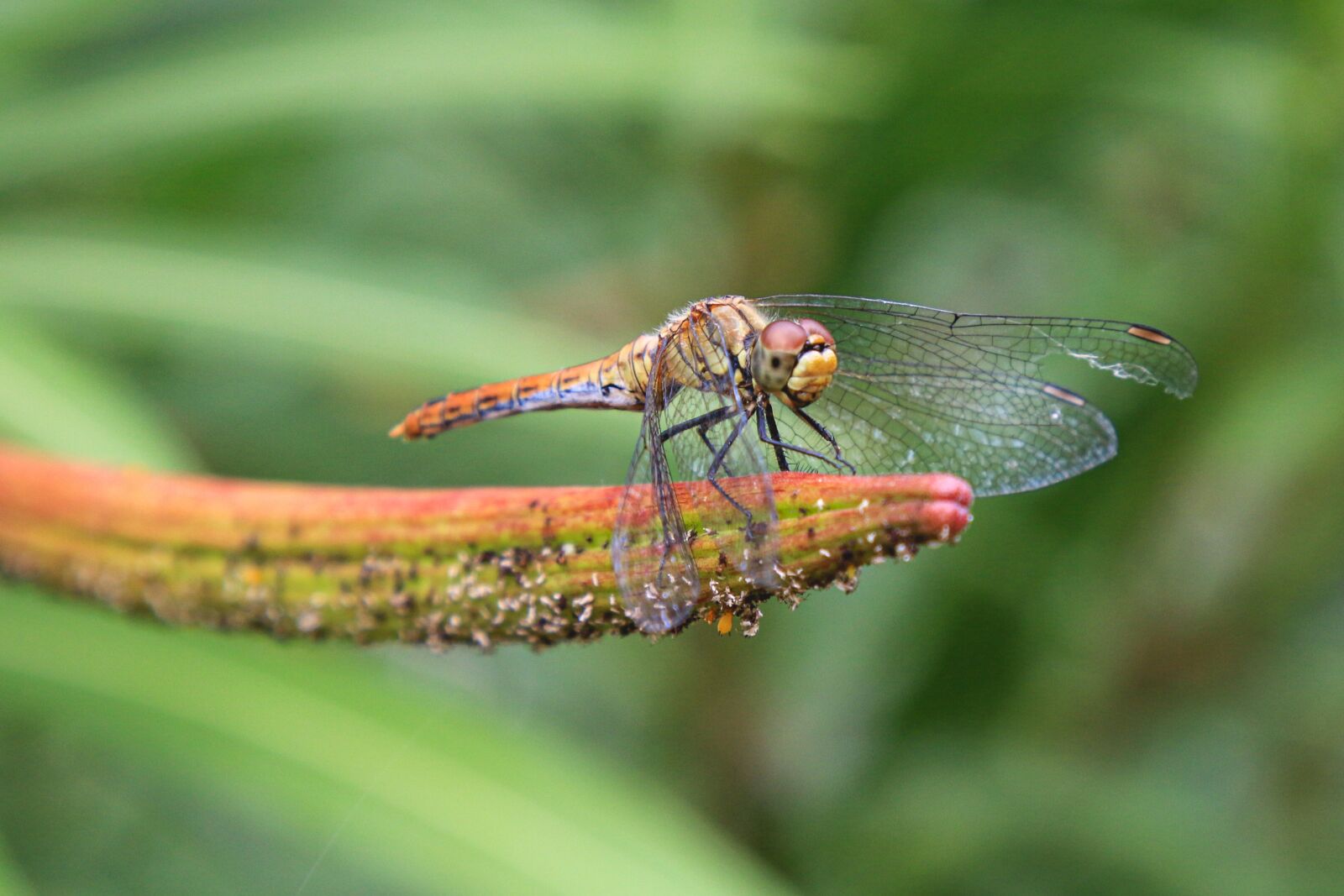 Canon EOS 70D + Canon EF 24-105mm F4L IS USM sample photo. Dragonfly, insect, wings photography