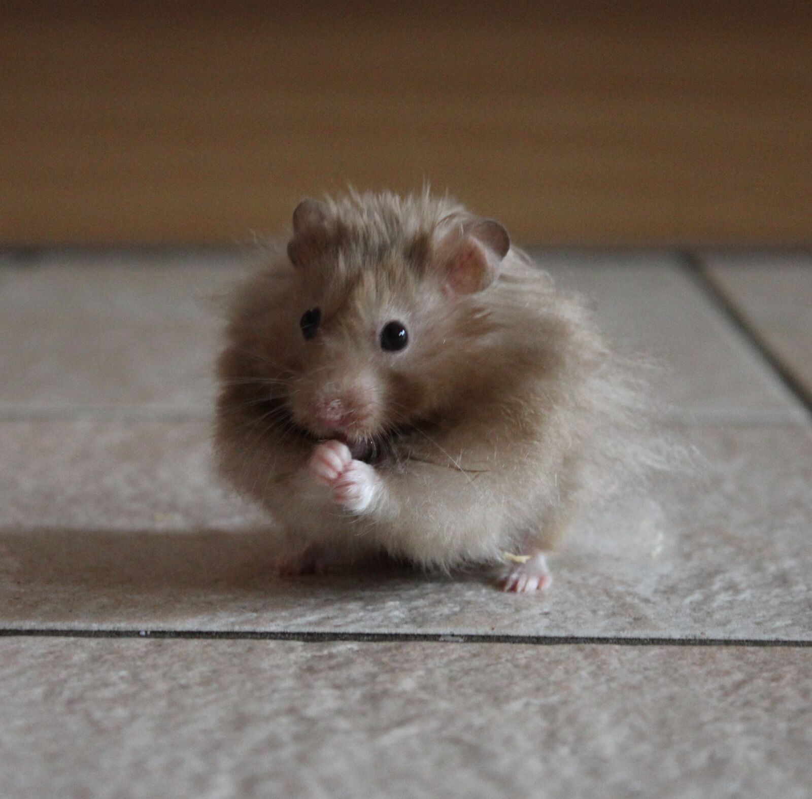 Canon EOS 1200D (EOS Rebel T5 / EOS Kiss X70 / EOS Hi) sample photo. Hamster, nager, rodent photography