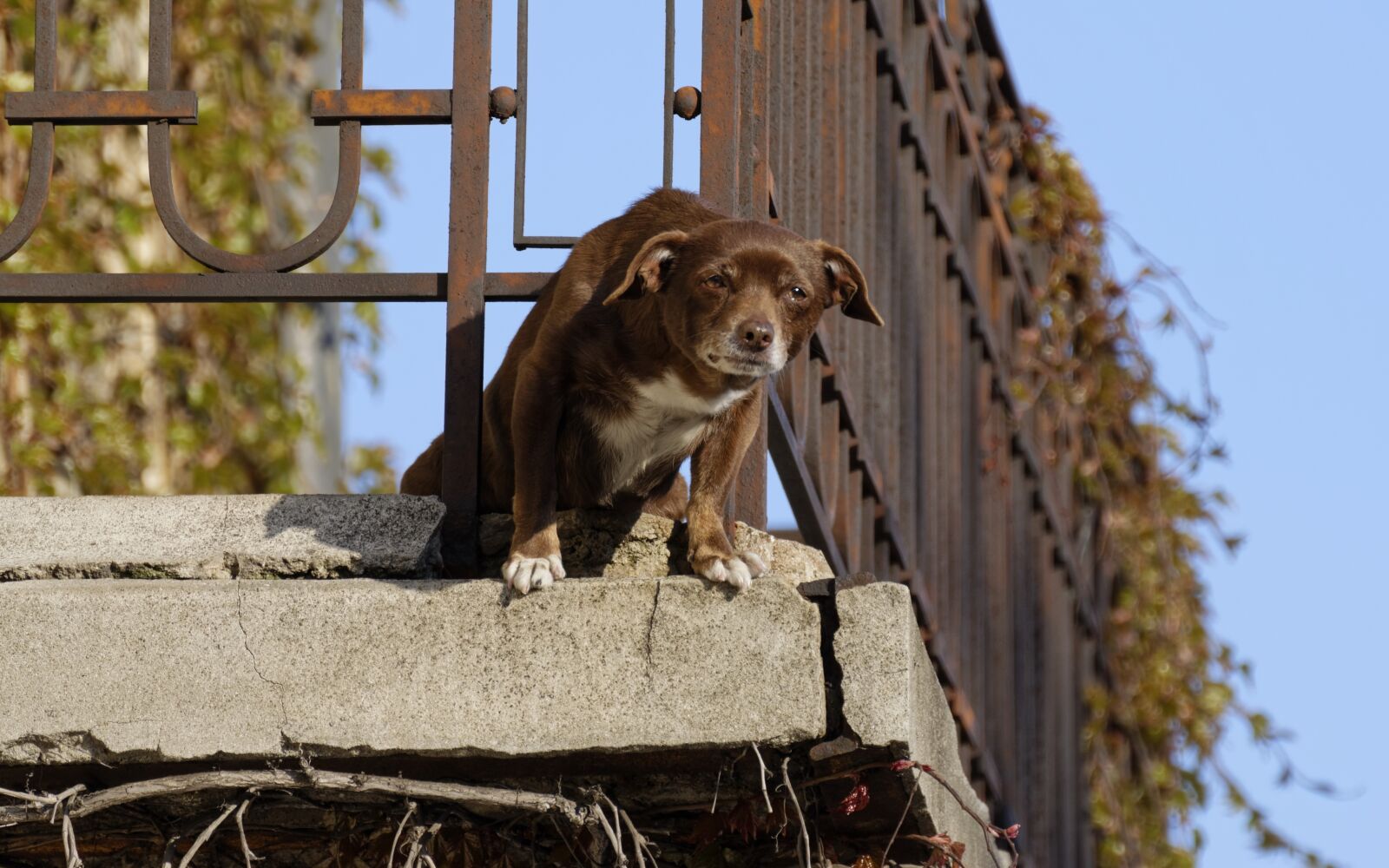Nikon D5300 sample photo. Dog, balcony, home photography