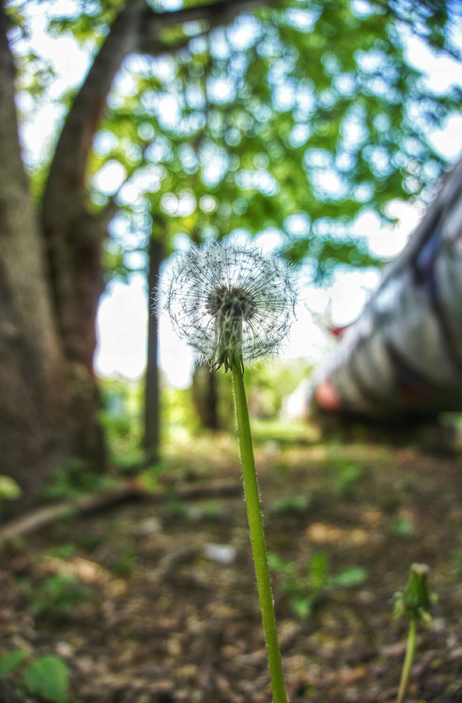 Sony a6000 sample photo. Dandelion, city, nature photography
