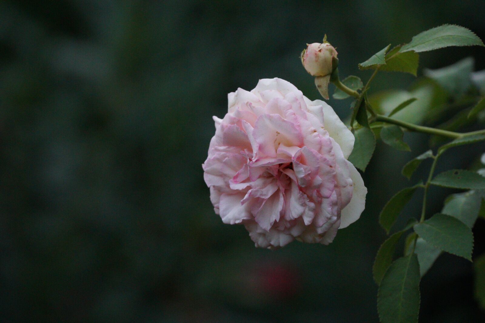 Sony E 70-350mm F4.5-6.3 G OSS sample photo. Rose, flower, petals photography