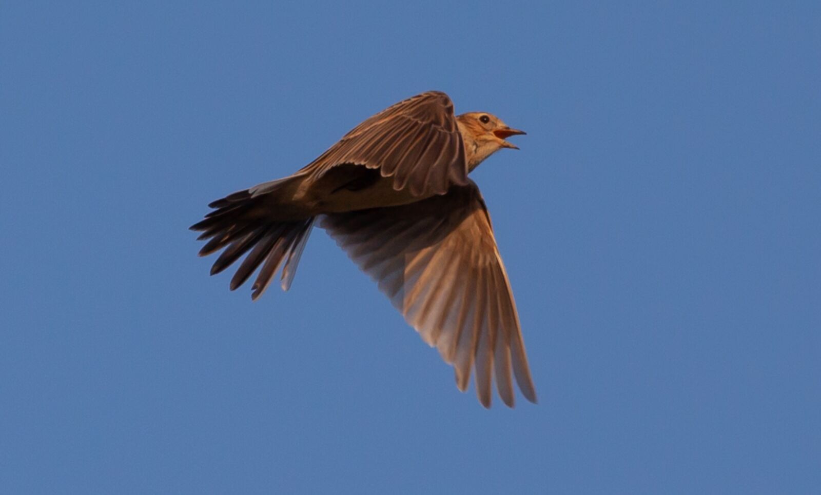 Canon EOS 5D Mark II sample photo. Skylark, song bird, songbird photography