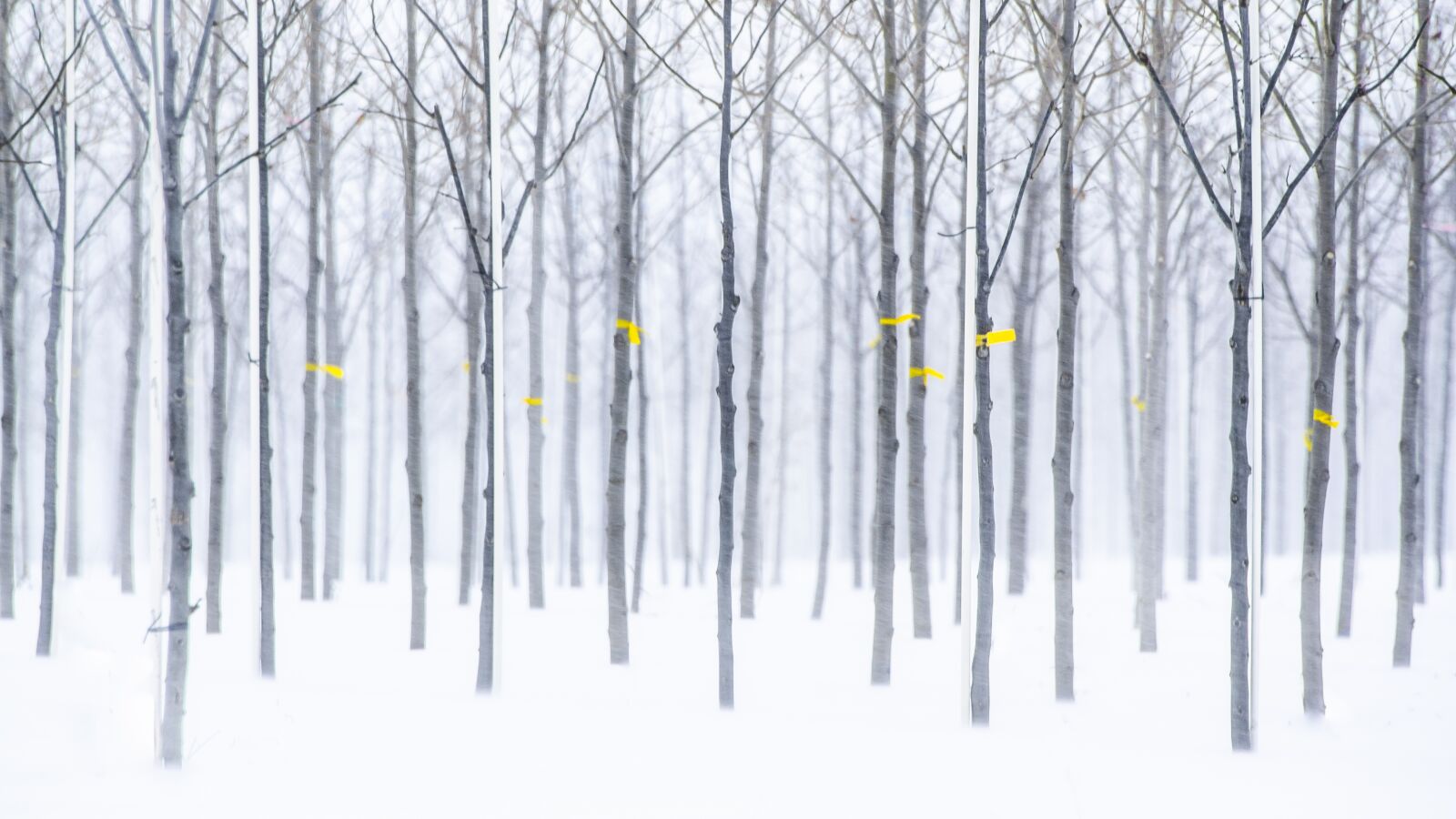 Nikon D7000 sample photo. Trees, winter, orchard photography