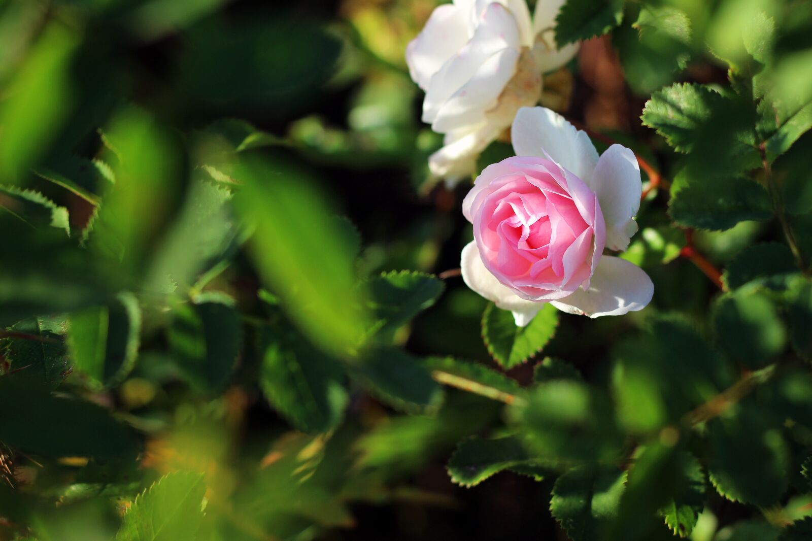 Canon EOS 700D (EOS Rebel T5i / EOS Kiss X7i) sample photo. Rose, pink, pink rose photography
