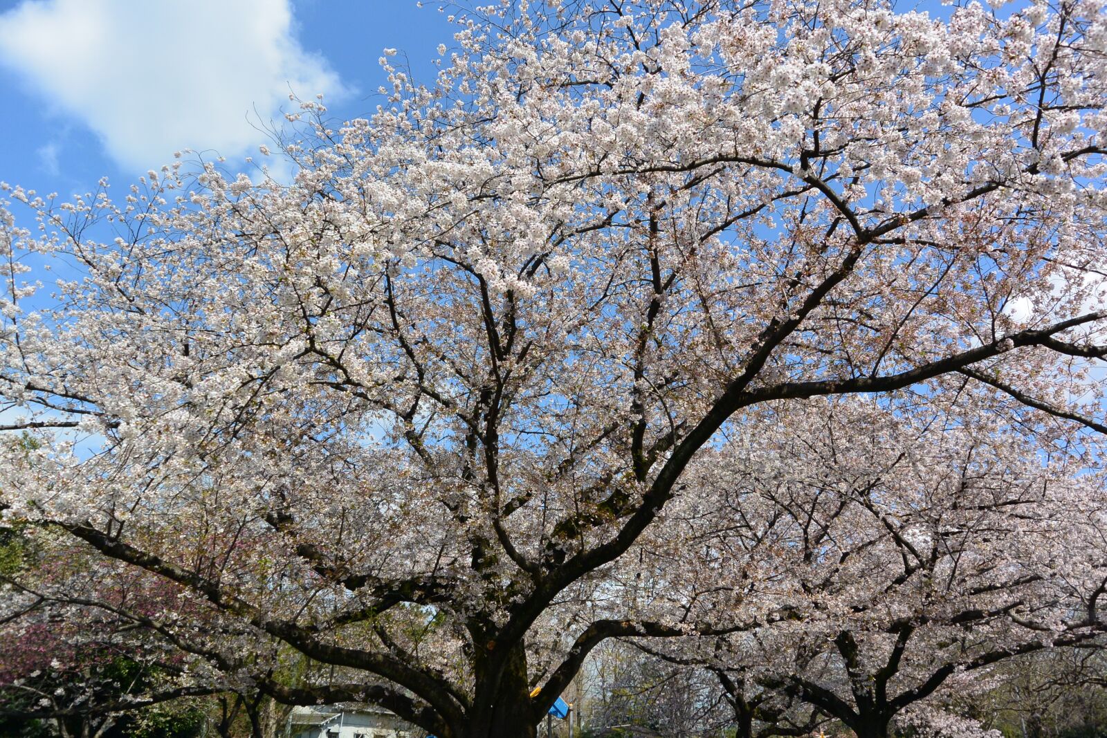 Nikon 1 J3 sample photo. Cherry blossoms, landscape, flowers photography