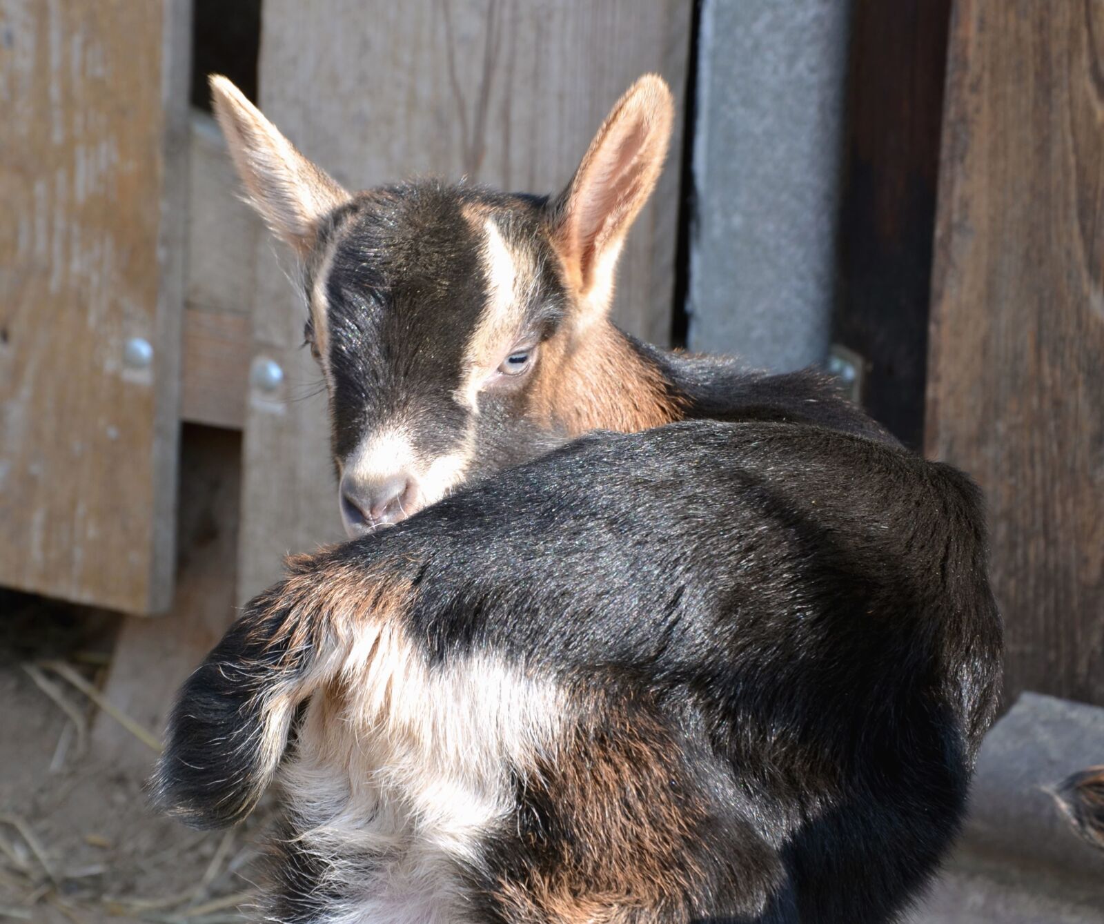 Nikon D5100 sample photo. Goat, fence, animal, fur photography