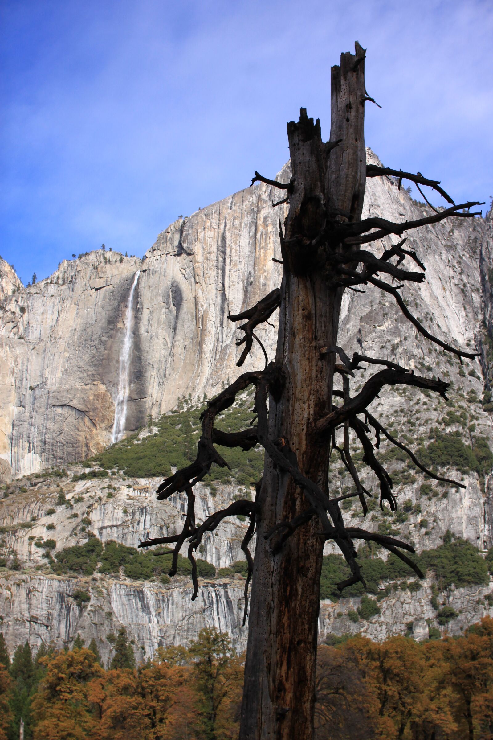 Canon EOS 500D (EOS Rebel T1i / EOS Kiss X3) sample photo. Yosemite, national park, wood photography