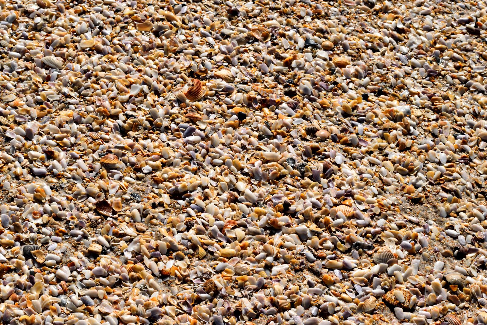 Nikon D3300 sample photo. Beach shells, crushed, pattern photography