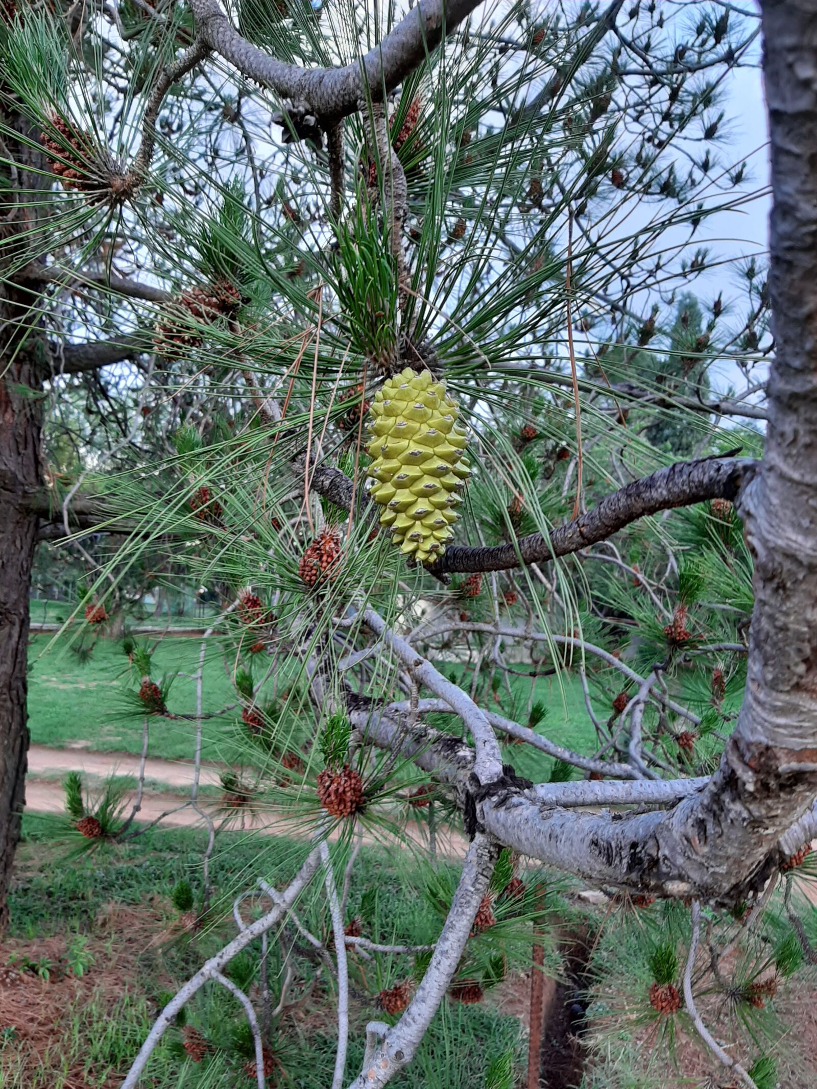 Samsung Galaxy A50 sample photo. Pine cone, nature, pine photography