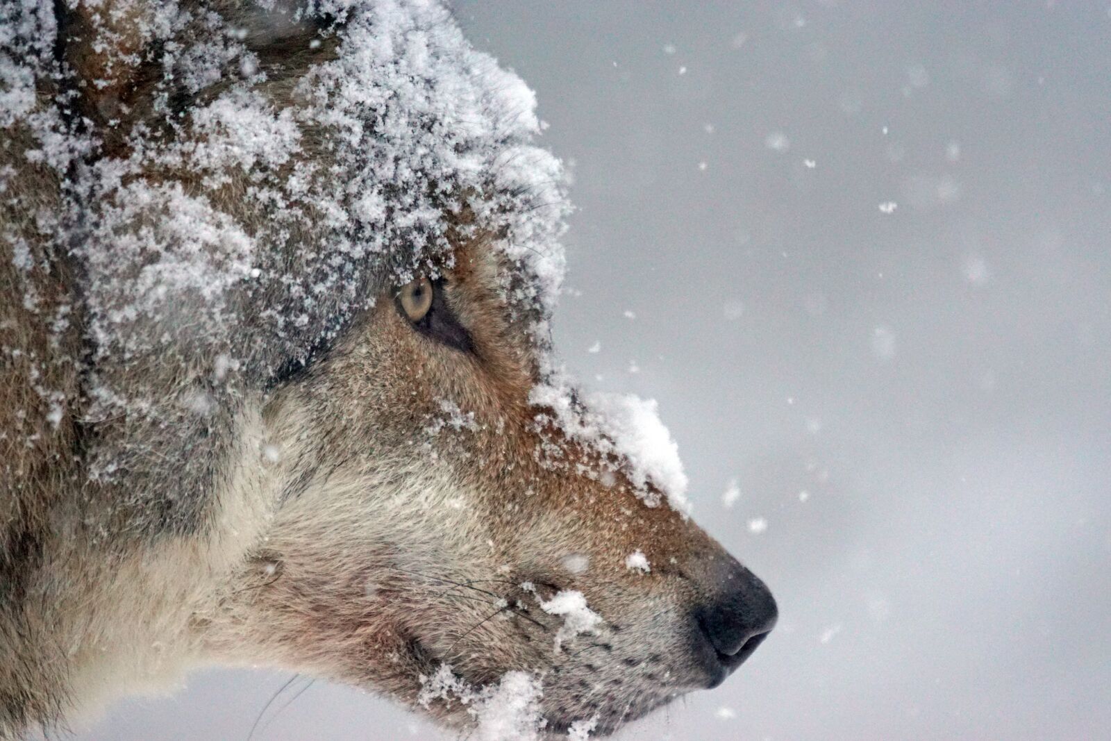 Sony 70-400mm F4-5.6 G SSM sample photo. Wolf, predator, eurasian wolf photography