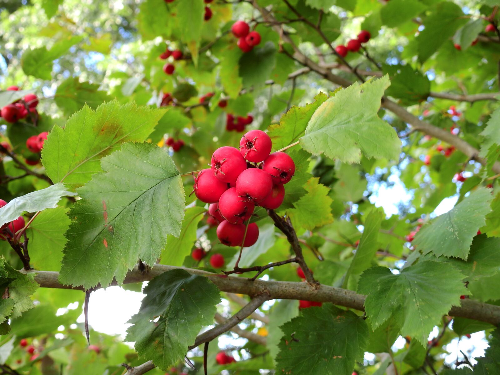 Nikon Coolpix P900 sample photo. Plant, tree, nature photography