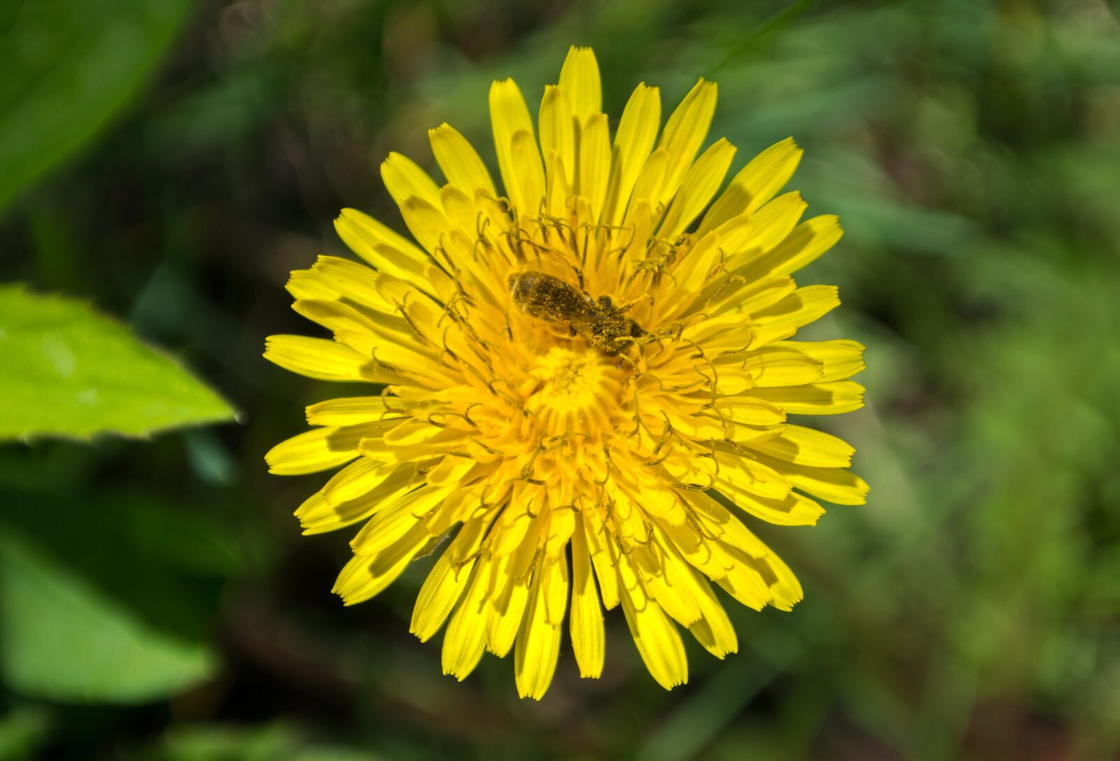 Nikon 1 Nikkor VR 10-30mm F3.5-5.6 sample photo. Flower, insect, bee photography