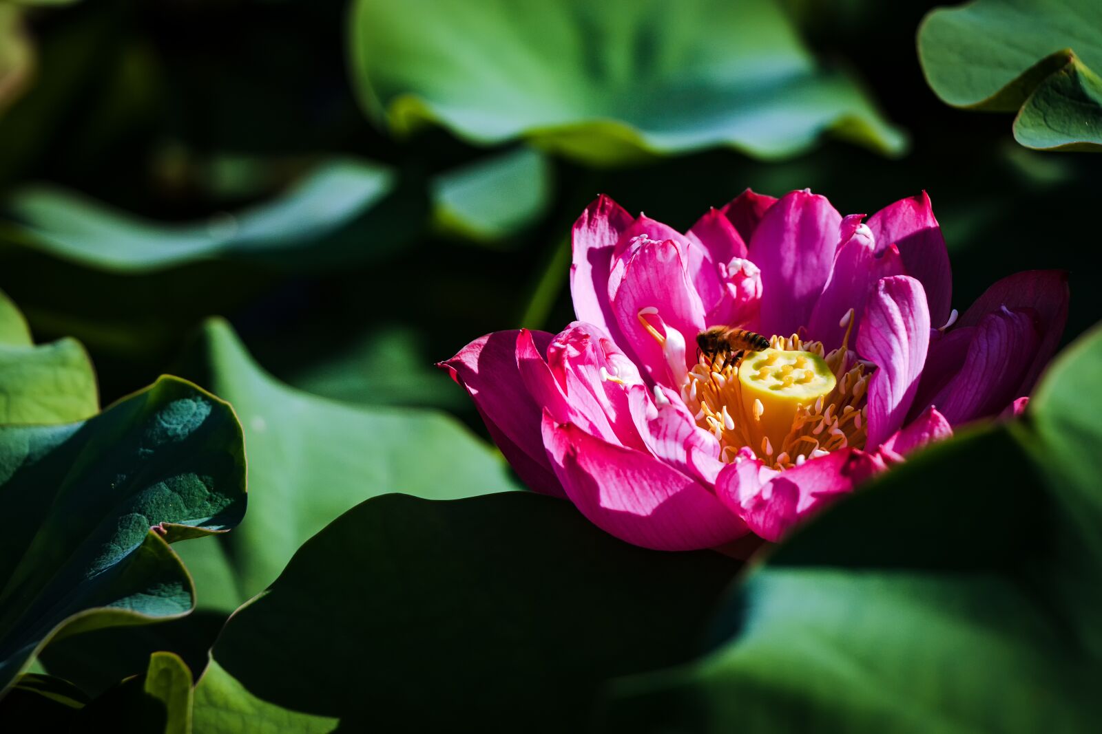 Canon EOS 77D (EOS 9000D / EOS 770D) + Canon EF-S 18-135mm F3.5-5.6 IS USM sample photo. Bee, 蓮 peng, lotus leaf photography