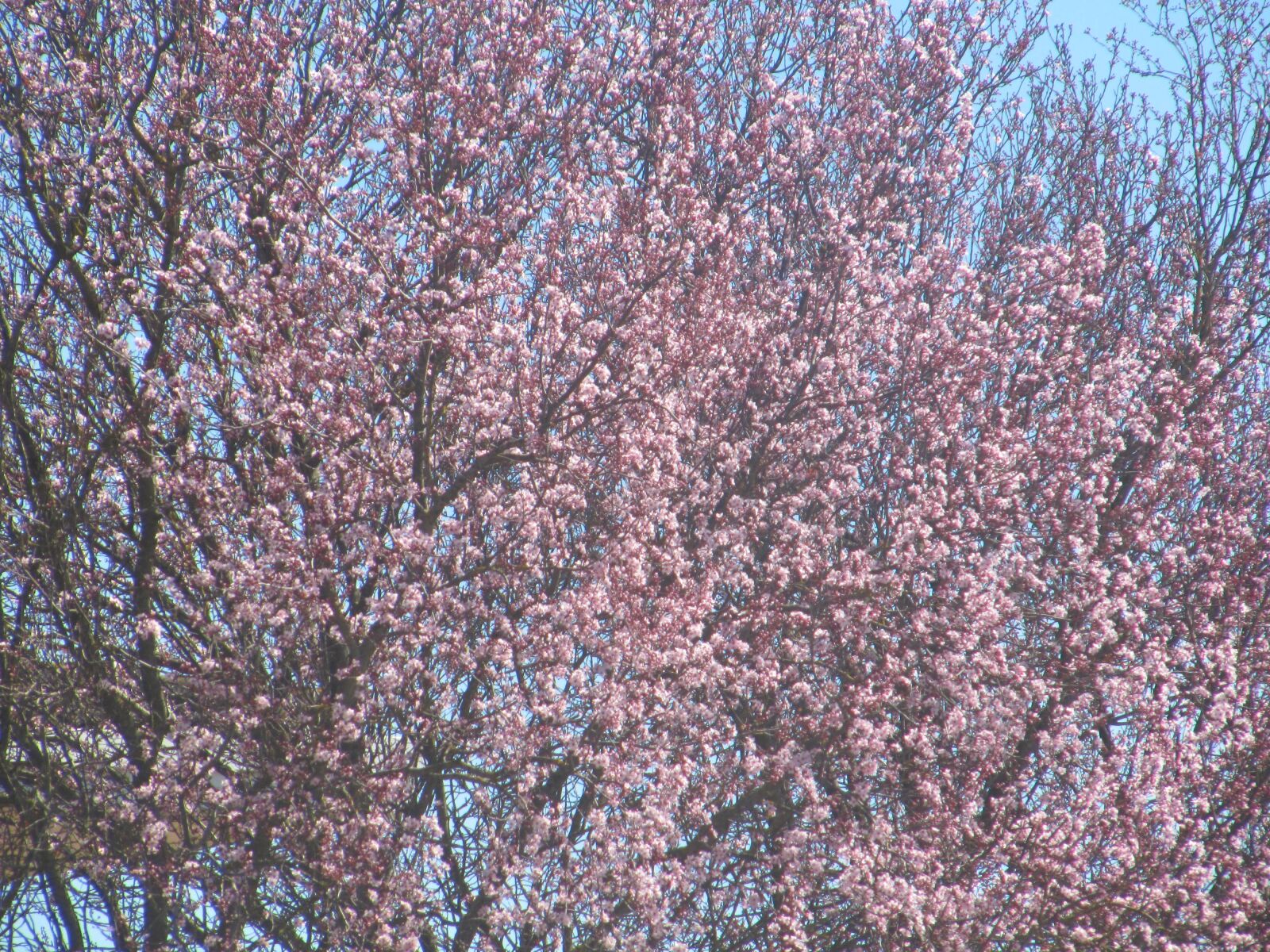 Canon PowerShot SX200 IS sample photo. Rosa, tree, spring photography