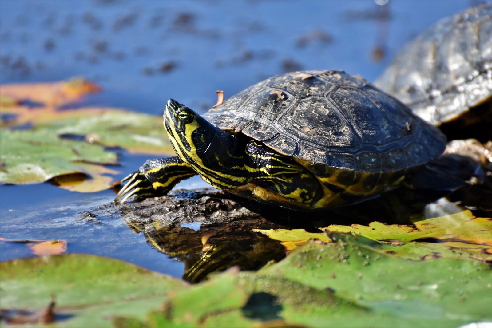 Nikon D7200 sample photo. Turtles, reptile, tortoise shell photography