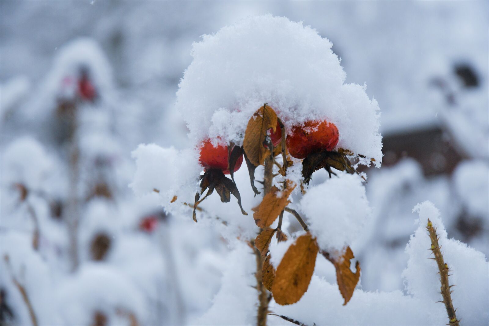 Nikon D7500 sample photo. Snow, winter, rose hip photography