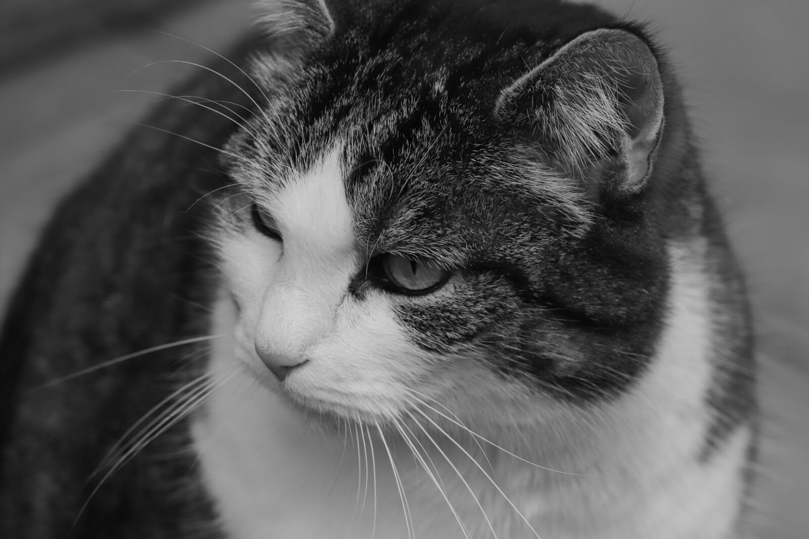 Canon EOS 200D (EOS Rebel SL2 / EOS Kiss X9) sample photo. Cat, portrait, black and photography