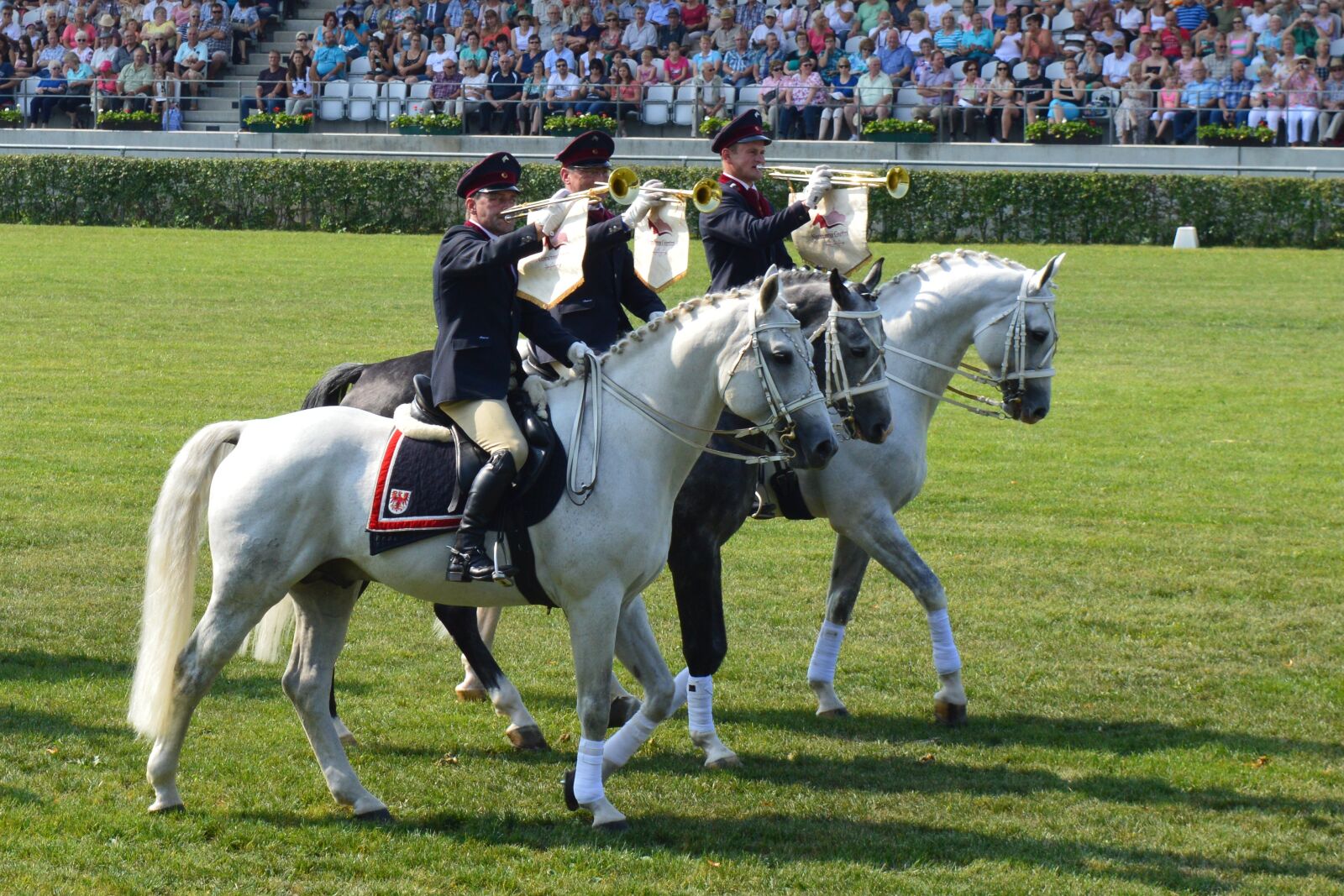 Nikon D3200 sample photo. Ride, horses, mold photography