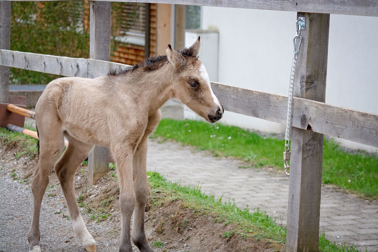 Nikon D7100 sample photo. Foal, newborn, mare photography