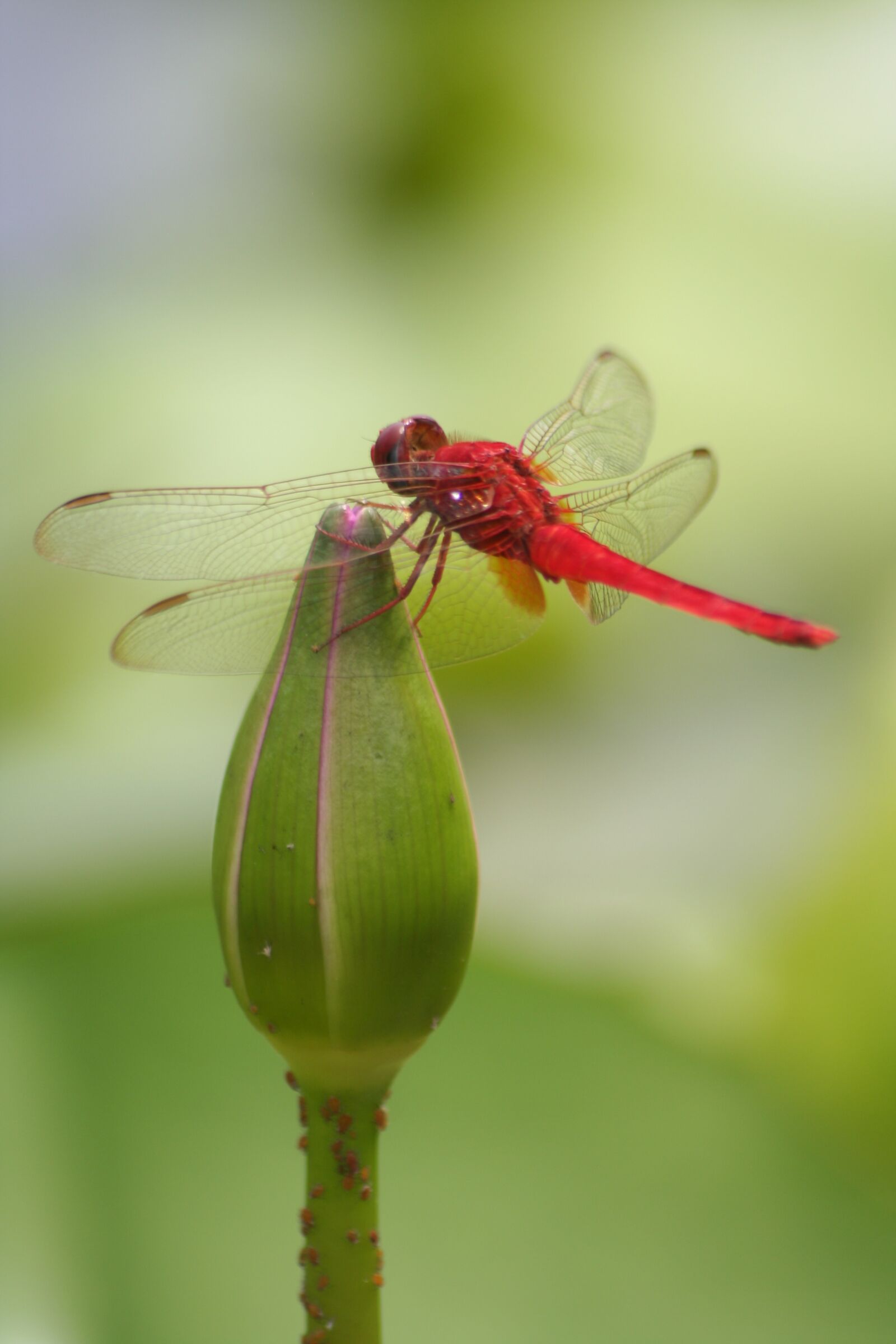Canon EOS 350D (EOS Digital Rebel XT / EOS Kiss Digital N) sample photo. Dragonfly, wing, close up photography
