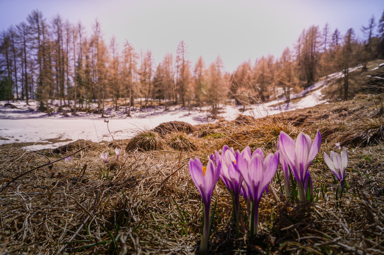 Sony a6000 sample photo. Crocus, flowers, spring photography
