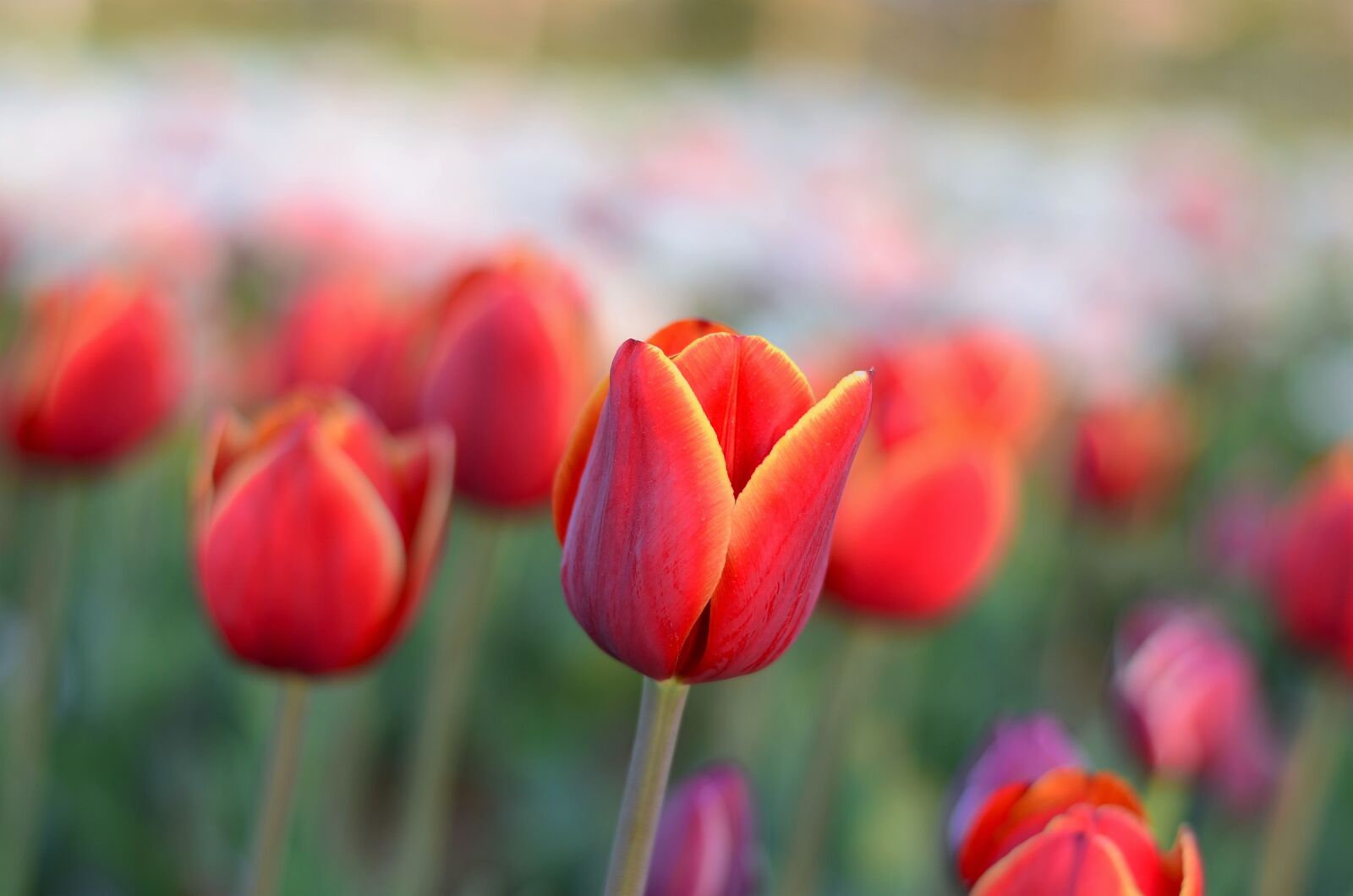 Nikon D5100 sample photo. Flower, macro, close-up photography