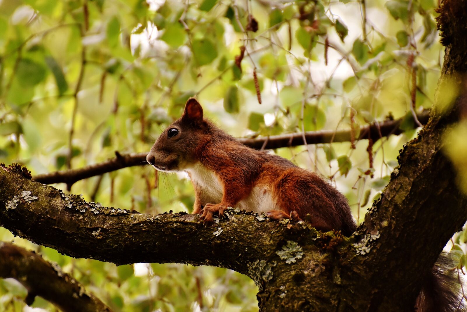 Nikon D7200 sample photo. Squirrel, nager, cute photography