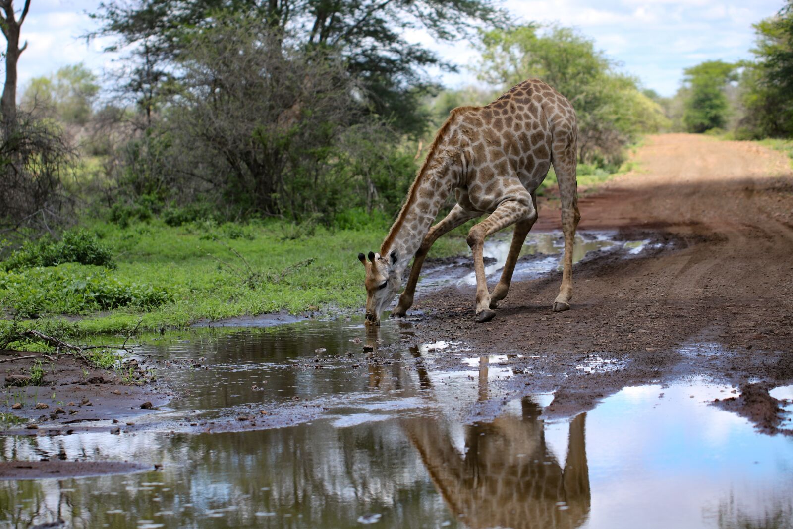 Canon EF 100mm F2.8L Macro IS USM sample photo. Giraffe, south africa, animals photography