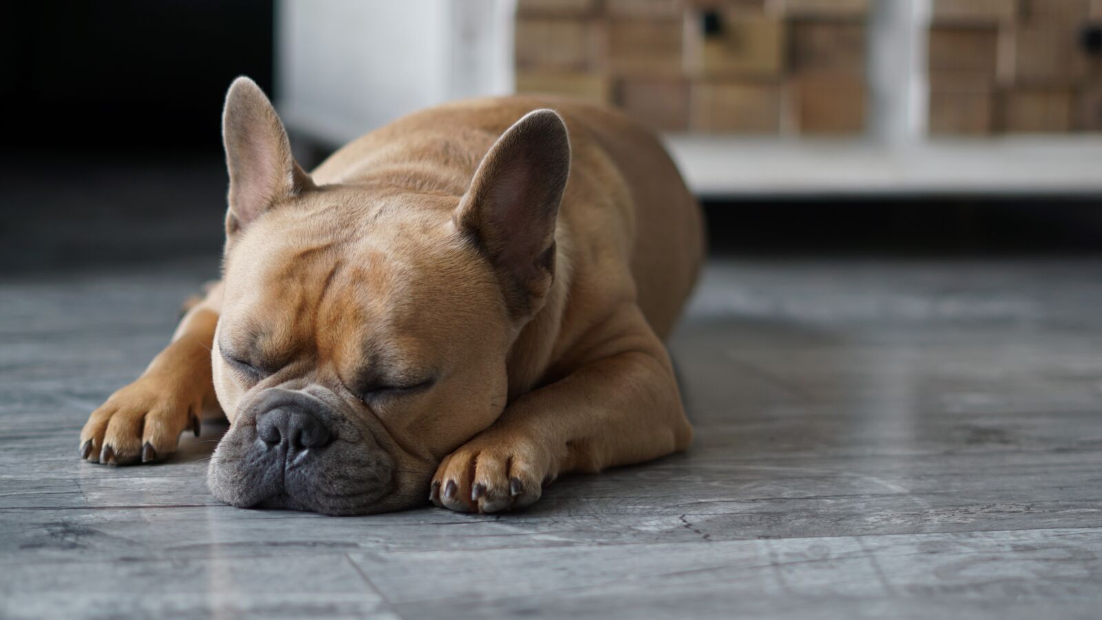 Sony FE 50mm F1.8 sample photo. French bulldog, dog, pet photography