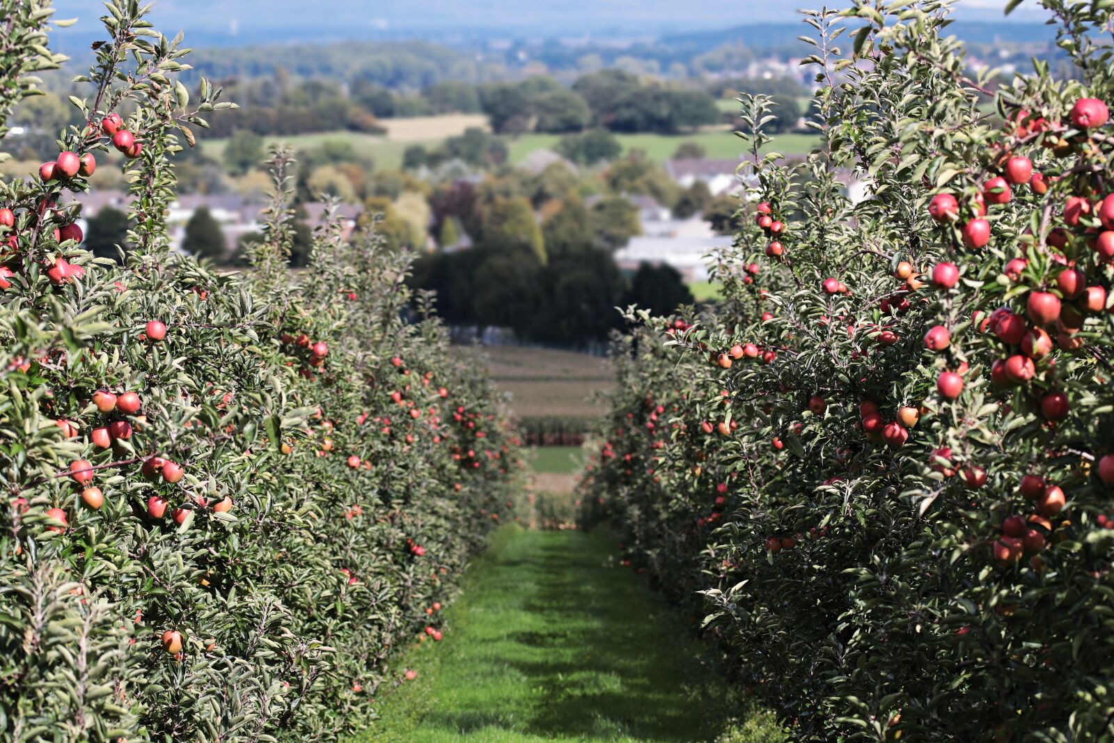 Canon EOS 80D sample photo. Apple, landscape red, apple photography
