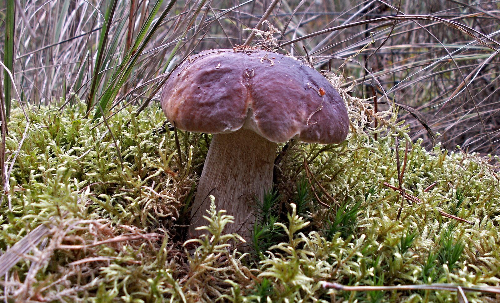 KONICA MINOLTA DiMAGE Z5 sample photo. Mushrooms, nature, mushroom photography