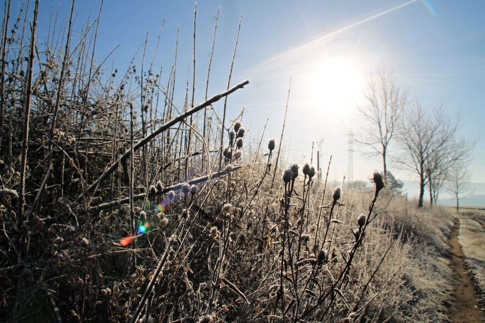 Canon EOS 1100D (EOS Rebel T3 / EOS Kiss X50) sample photo. Winter, frost, field photography