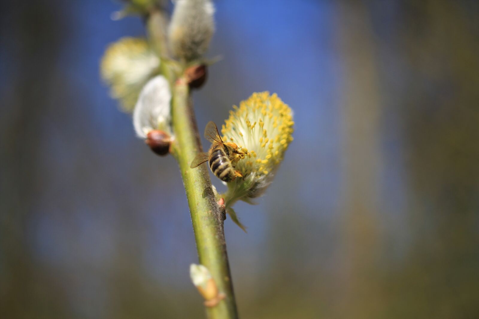 Canon EOS 7D sample photo. Bee, wasp, insect photography