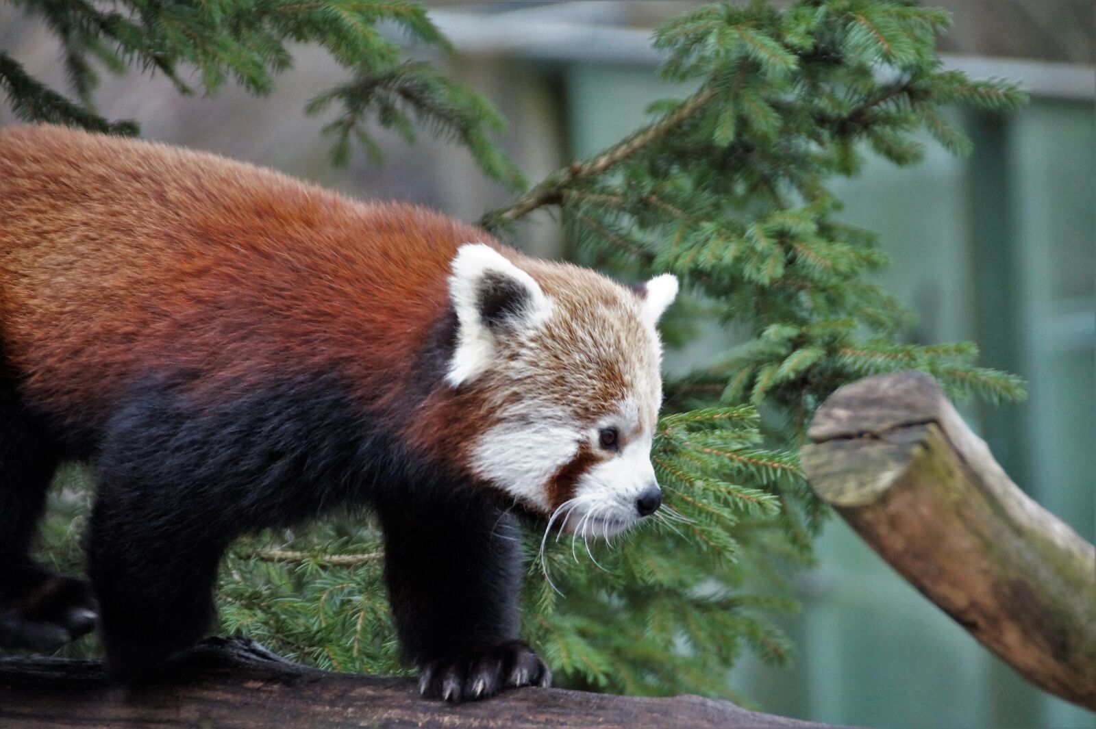 Sony SLT-A58 sample photo. Red panda, wild, animal photography