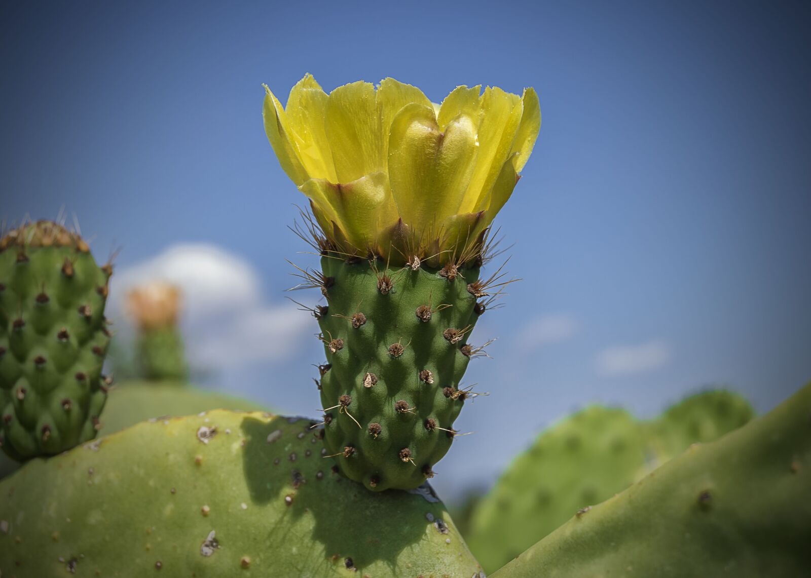 Nikon D3200 sample photo. Yellow flower, flower higo photography