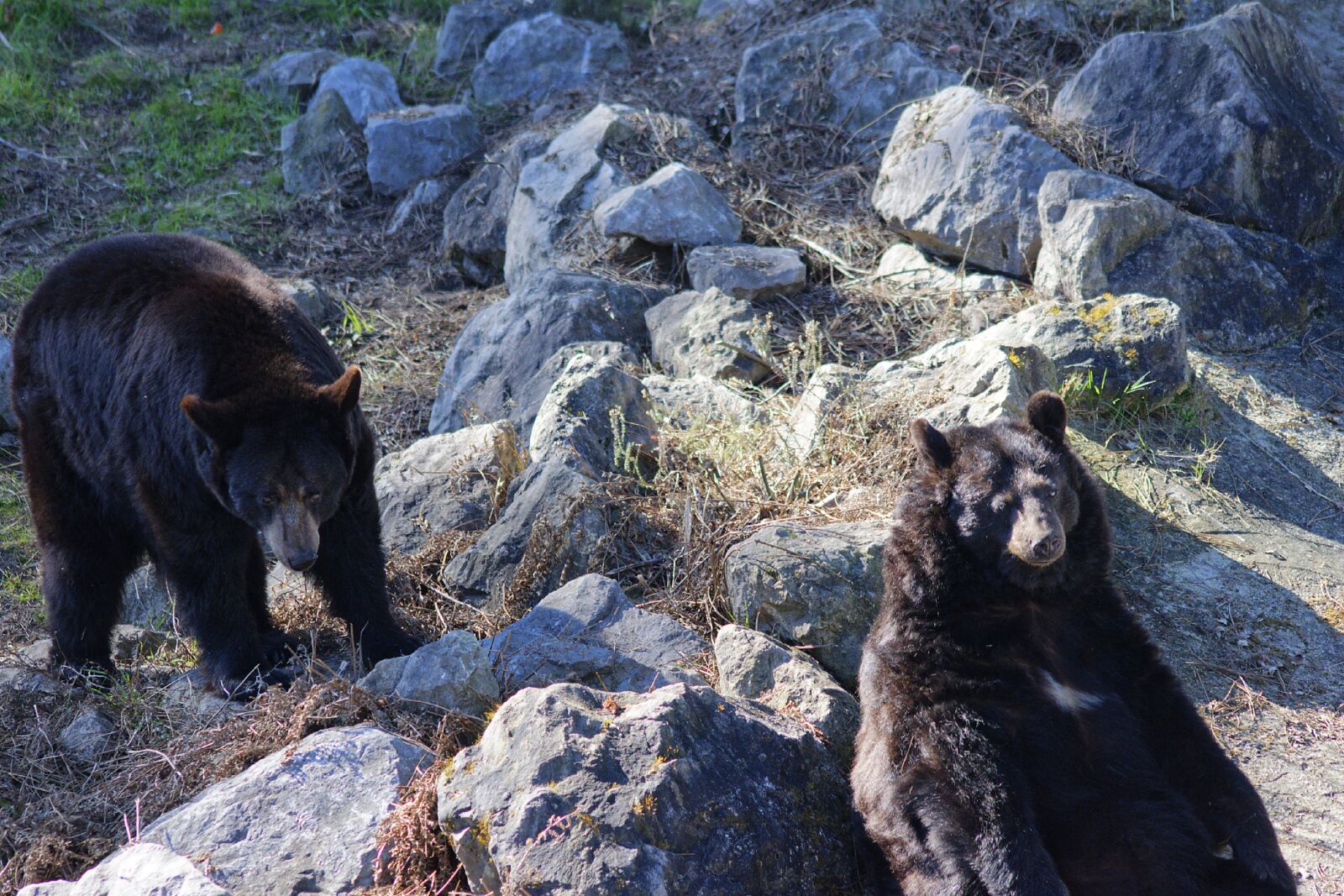 Nikon D3300 sample photo. Zoo, nature, bear photography