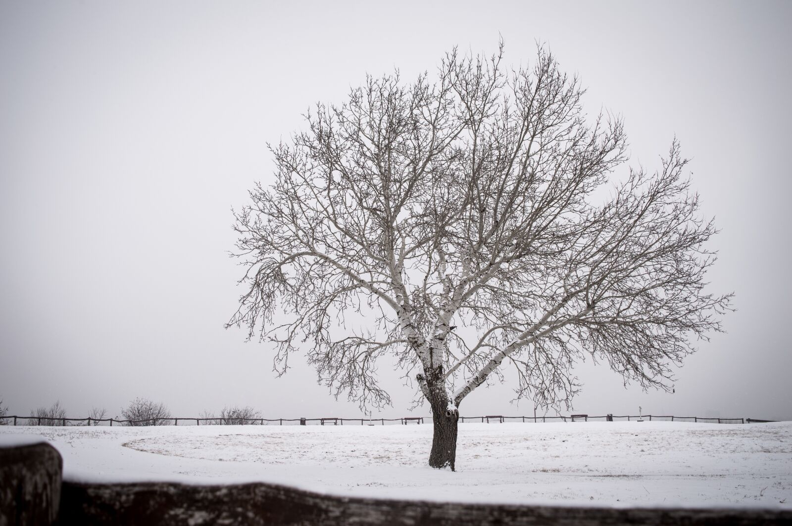 Nikon D3200 sample photo. Alone, tree, nature photography