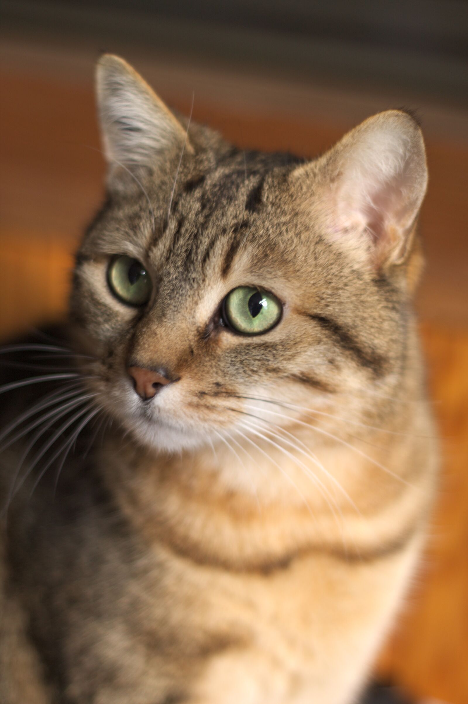 Canon EOS 1100D (EOS Rebel T3 / EOS Kiss X50) sample photo. Cute, animal, fur photography