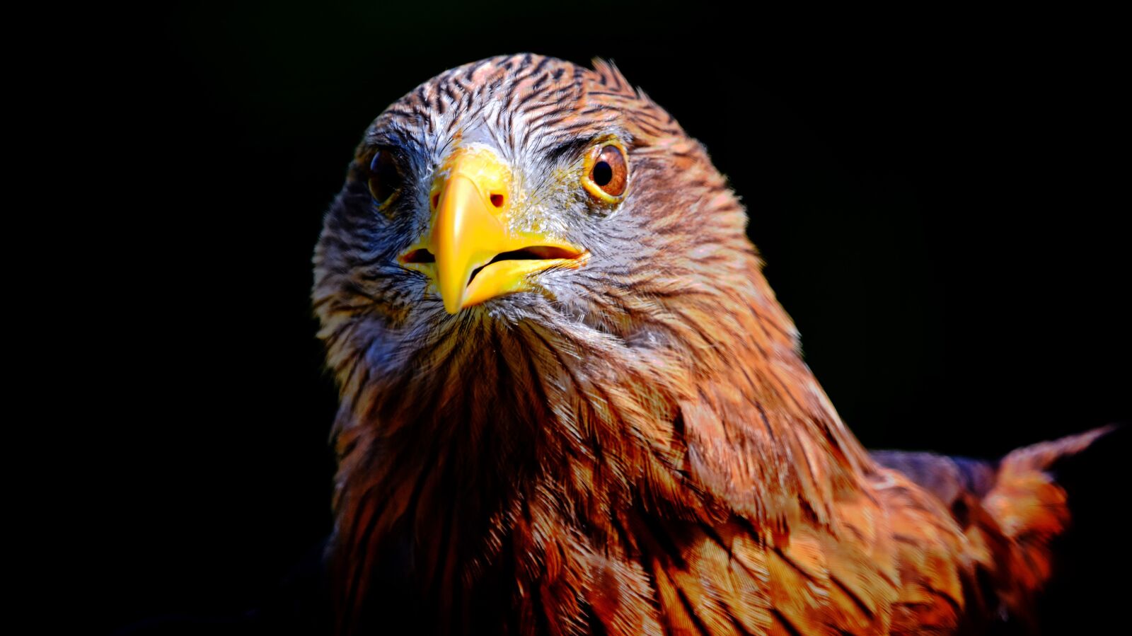Nikon D7200 sample photo. Hawk, face, bird photography