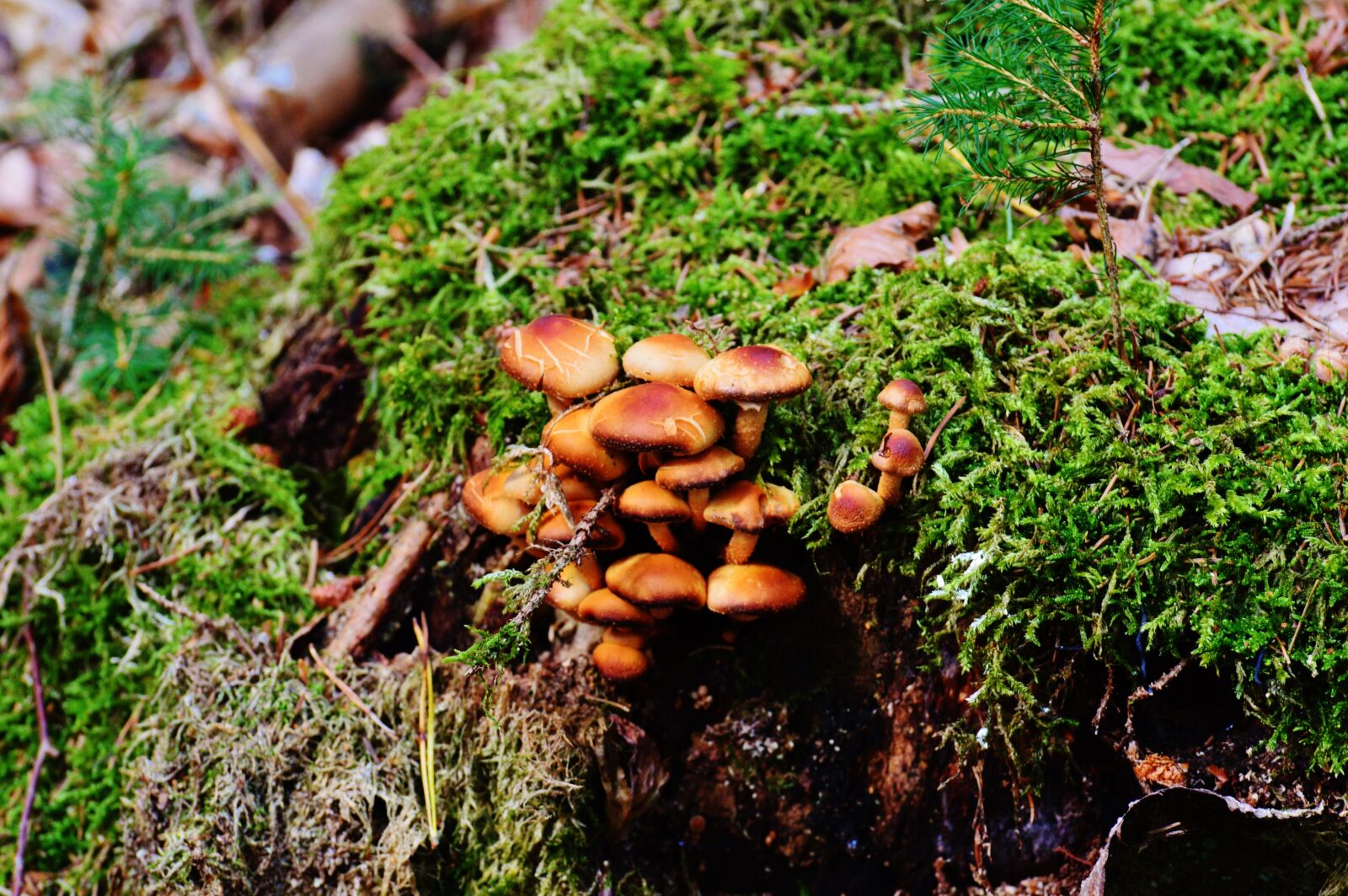 Nikon D3200 sample photo. Mushrooms, tree stump, nature photography