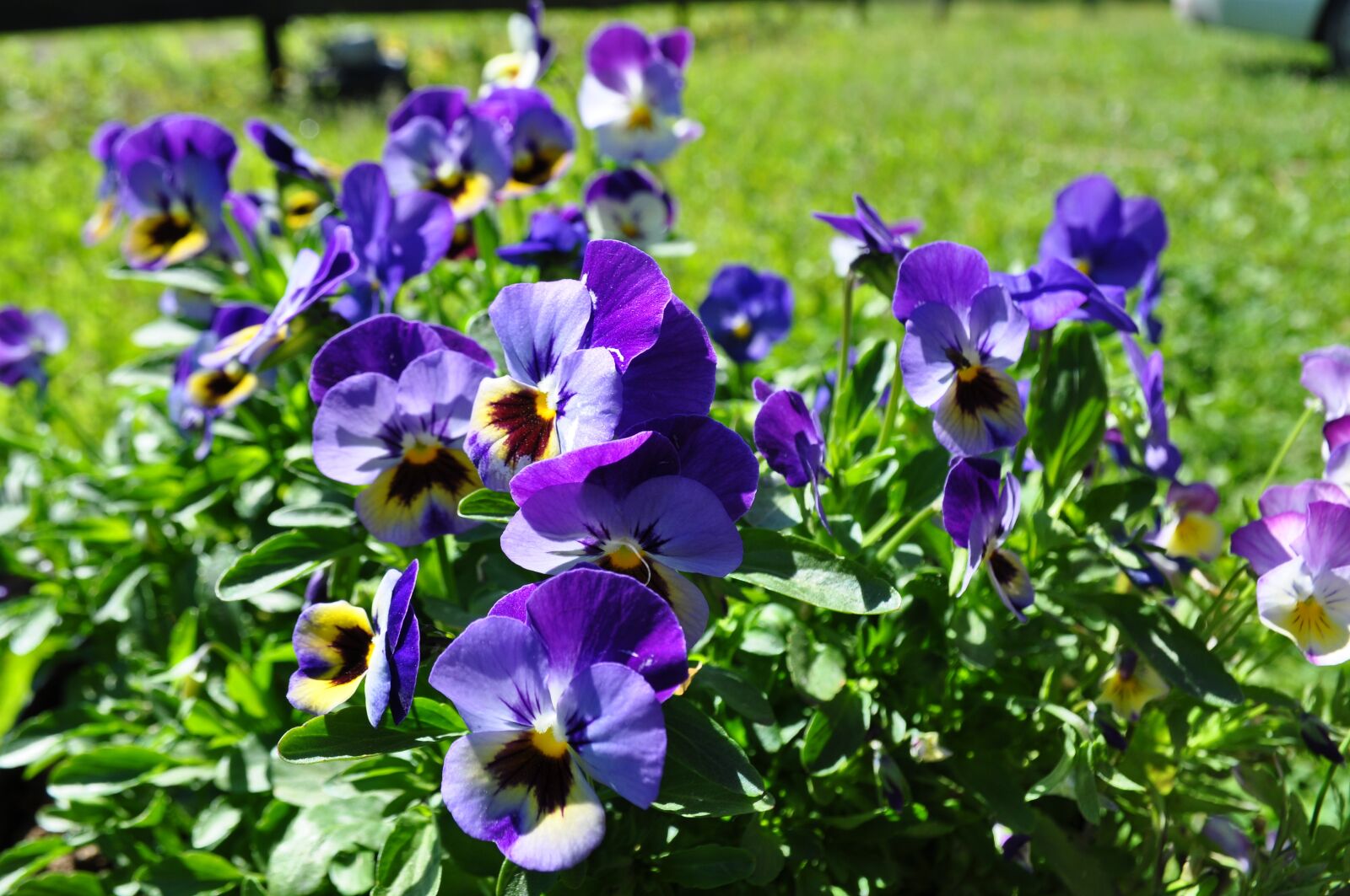 Nikon D5000 sample photo. Flowers, stepmother, garden photography