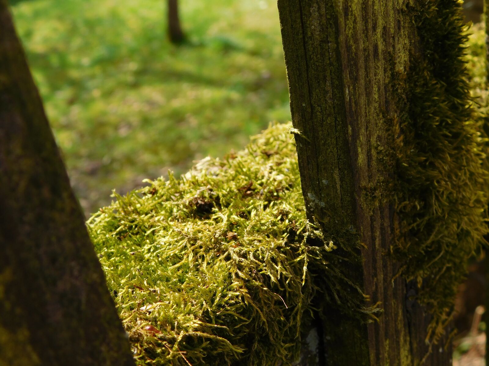 Nikon Coolpix L840 sample photo. Moss, wooden boards, fence photography