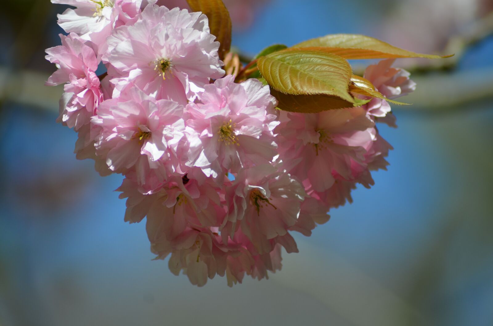 Nikon D5100 sample photo. Blossom, bloom, spring photography