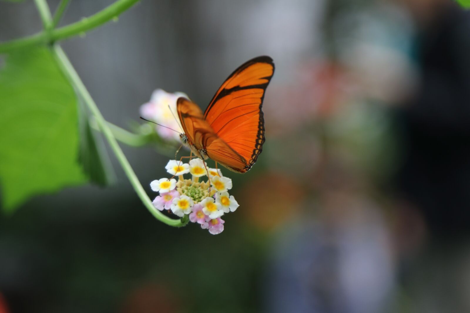 Canon EOS 80D + Canon EF 24-105mm F4L IS USM sample photo. Butterfly, flower, orange photography