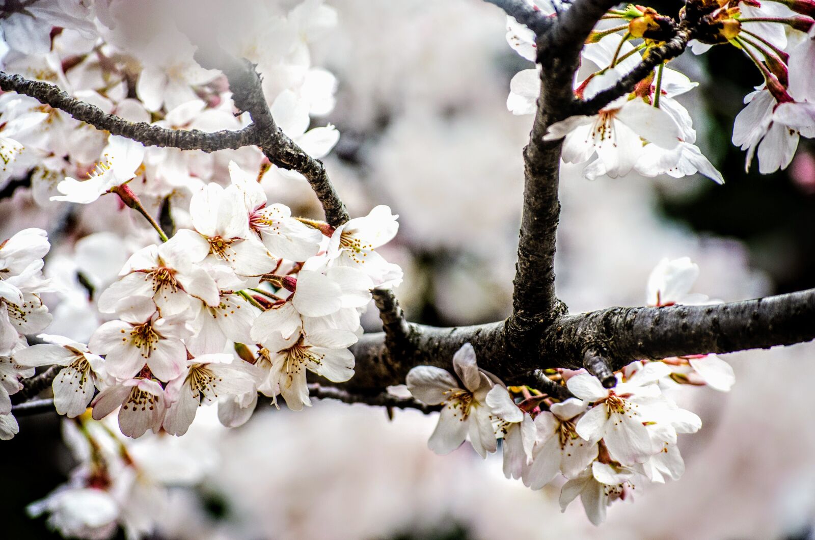 Nikon D3200 sample photo. Cherryblossom, blossom, sakura photography