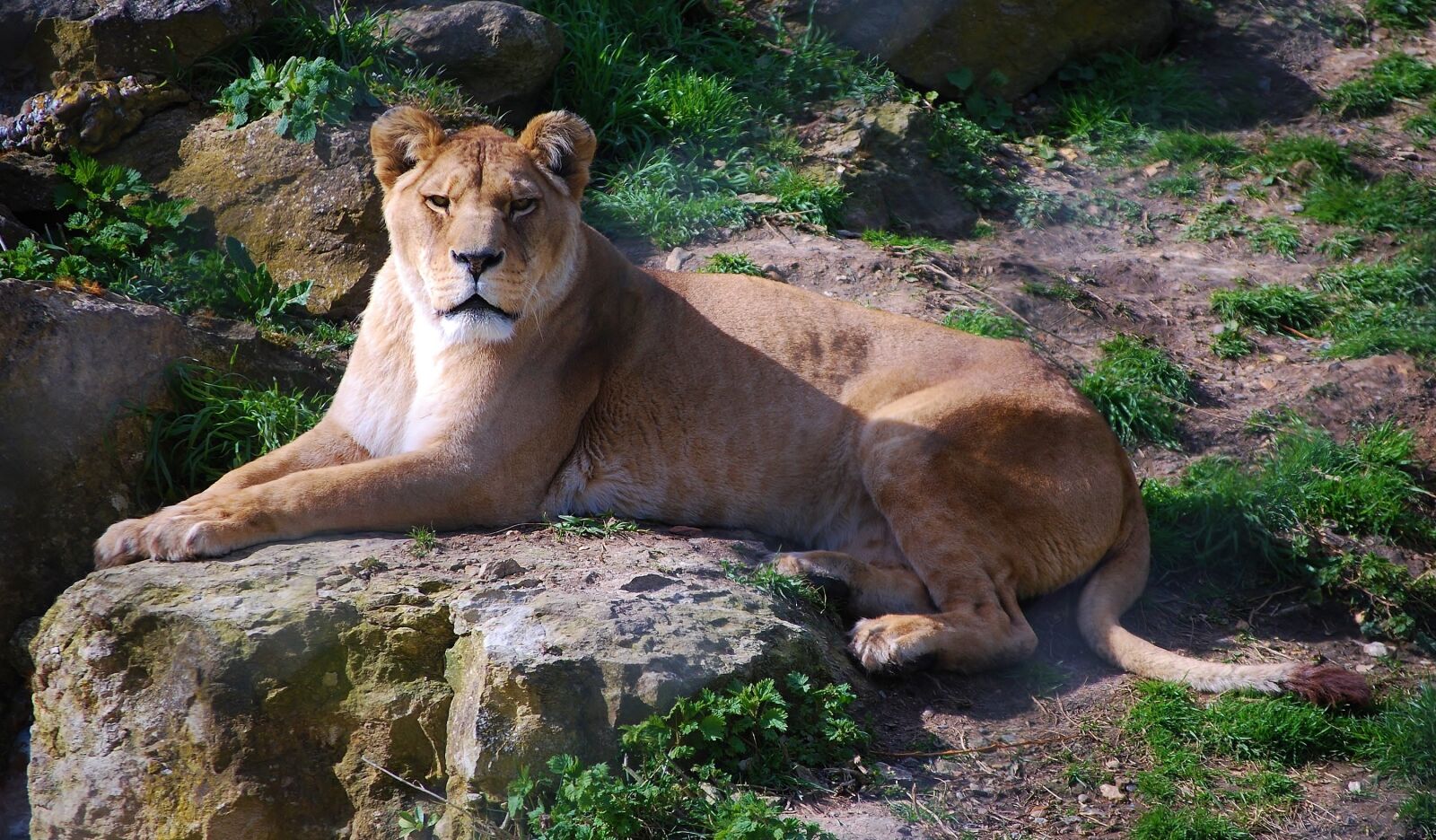 Nikon D60 sample photo. Lioness, female lion, close photography