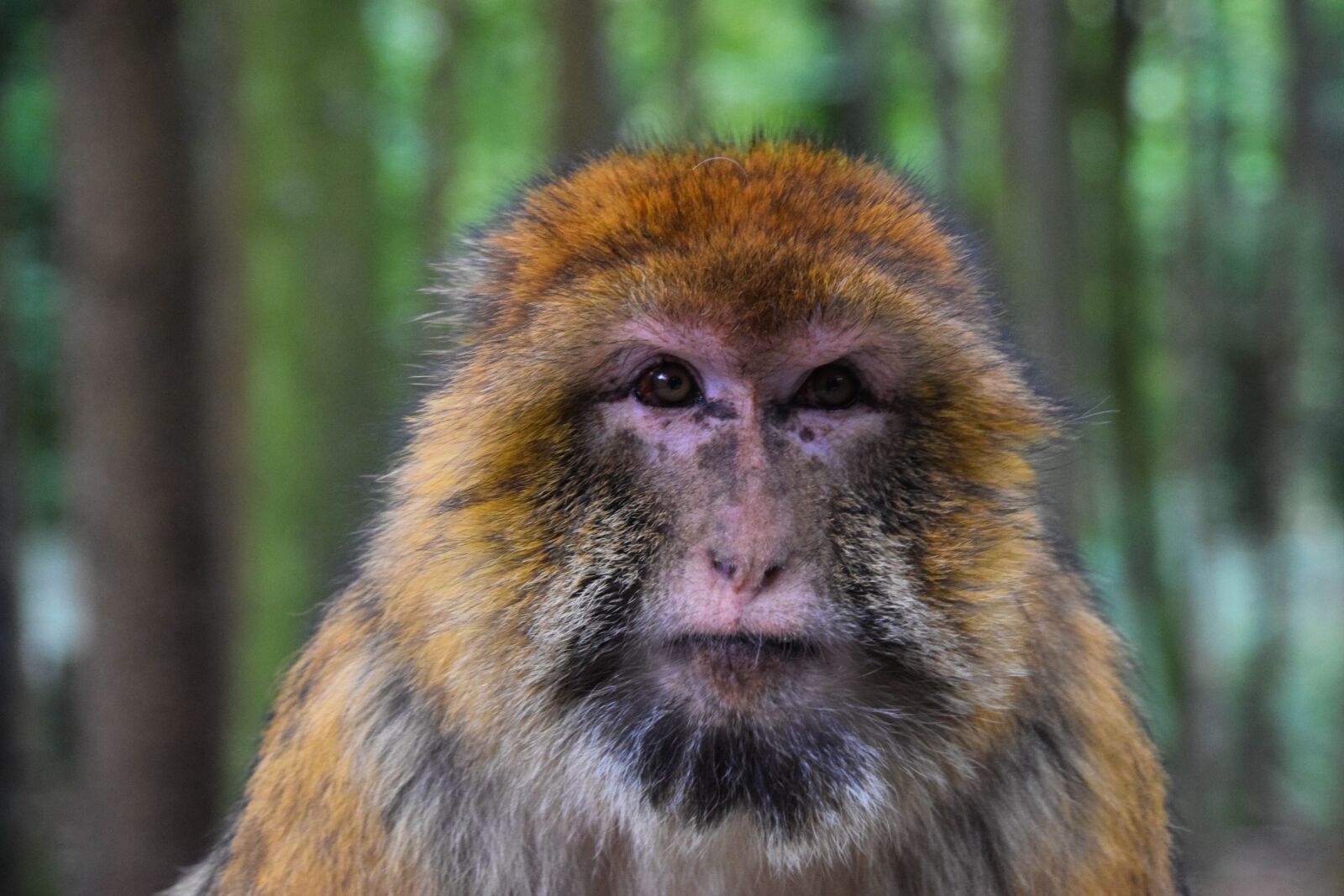 Nikon D3300 sample photo. Monkey, portrait, zoo photography
