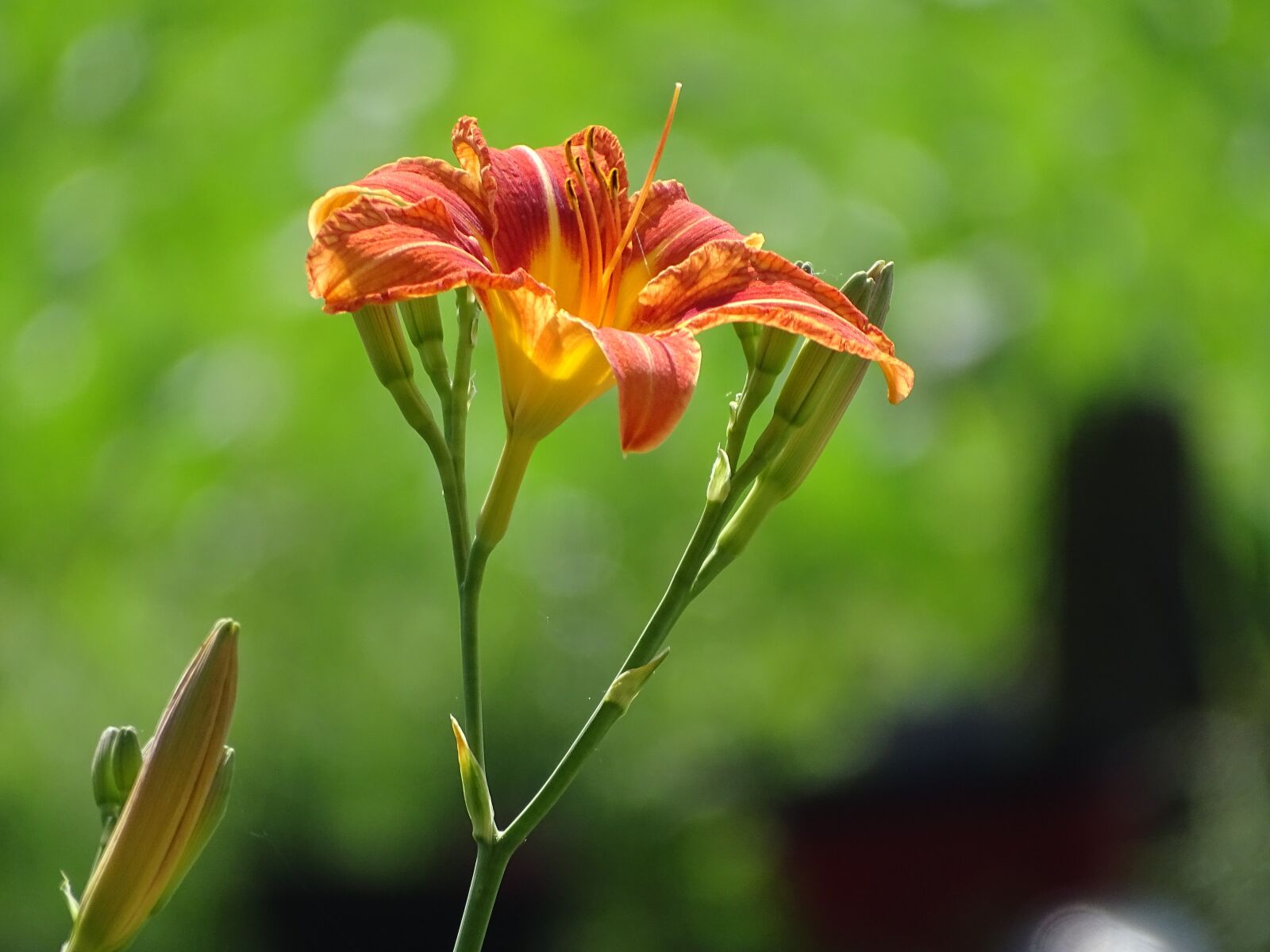 Sony Cyber-shot DSC-HX400V sample photo. Lily, flower, green photography